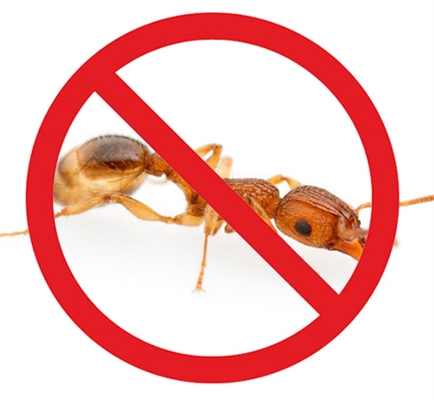 كيفية التخلص من النمل الأحمر الصغير