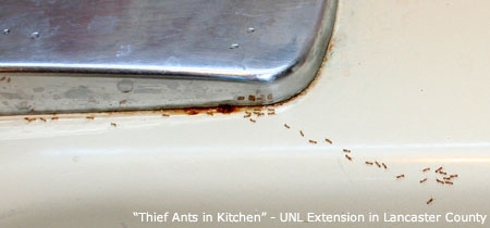 Jak se zbavit malých červených mravenců