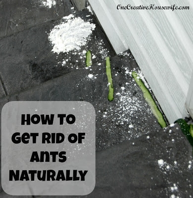 Comment se débarrasser des petites fourmis rouges