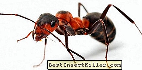 Come sbarazzarsi di piccole formiche rosse