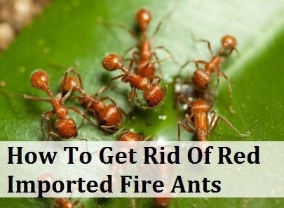 Како се ријешити малих црвених мрава