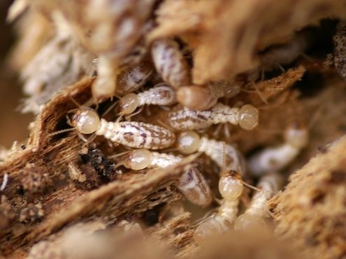 Asesino de termitas casero