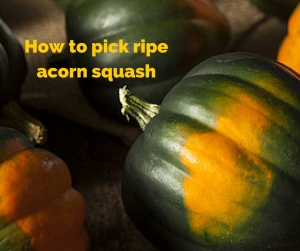 Hur vet man när en ekollon squash är mogen?