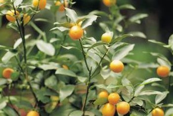 วิธีการปลูกต้นส้มโอจากเมล็ด