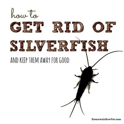 Како убити сребрне рибе хладноћом