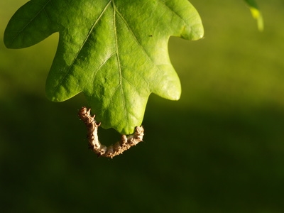 Wie man Web-Würmer auf einer lebenden Eiche loswird