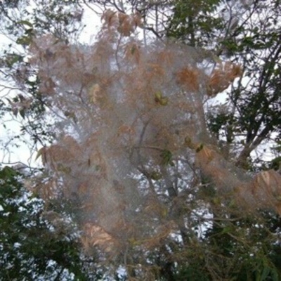Cómo deshacerse de los gusanos web en un Live Oak Tree