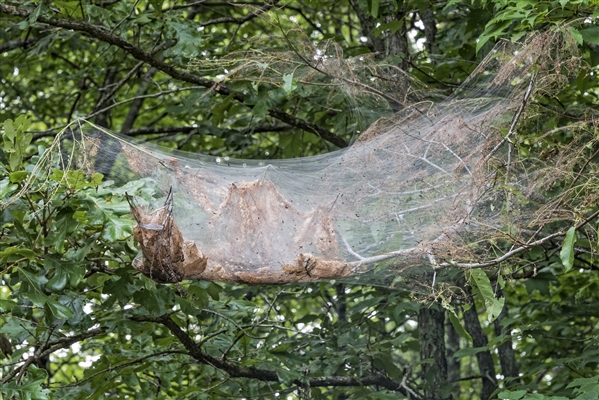 Hoe zich te ontdoen van webwormen op een live eikenboom