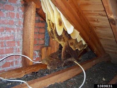 Comment obtenir des abeilles d'une maison