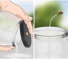 Kaip išnešti bites iš namų