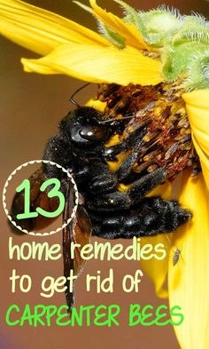 Kā izvest bites no mājas