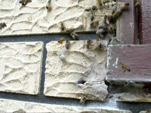 Jak wydostać pszczoły z domu