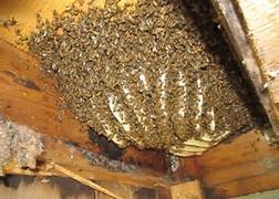 Как вытащить пчел из дома