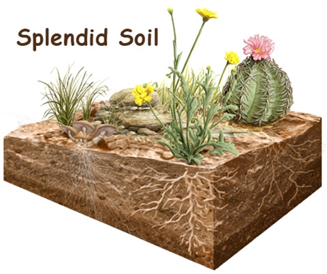 Видове растения, отглеждани в копринена почва
