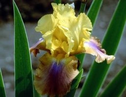 Tipos de plantas cultivadas en suelo limoso