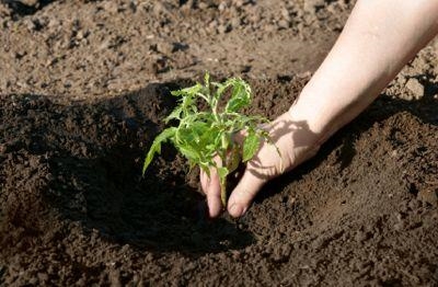 Typer av planter dyrket i siltig jord