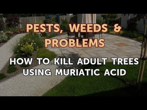 Cómo matar árboles adultos usando ácido muriático