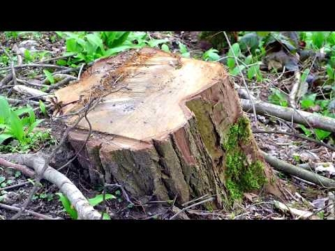 Kuidas tappa täiskasvanud puid, kasutades muriaathapet