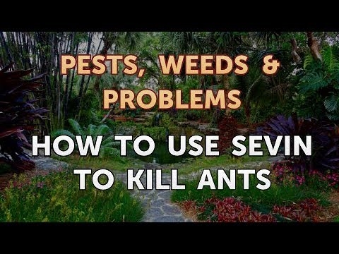 Hur man använder Sevin för att döda myror