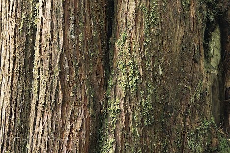 Warum wird Bark on Maple Tree schwarz?