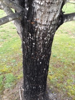¿Por qué Bark on Maple Tree se vuelve negro?