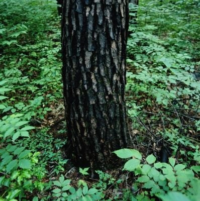 Waarom wordt Bark op Maple Tree zwart?
