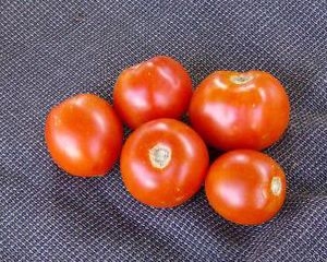Най-доброто време за засаждане на домати във Вирджиния