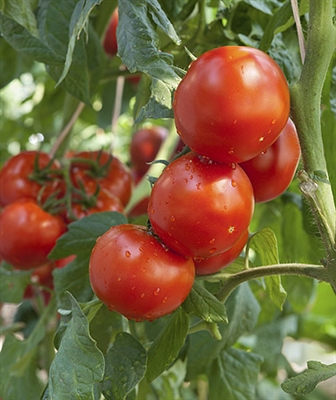 El mejor momento para plantar tomates en Virginia