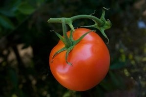 Le meilleur moment pour planter des tomates en Virginie