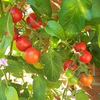 Najbolje vrijeme za sadnju rajčice u Virginiji