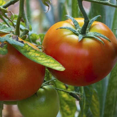 Najlepszy czas na sadzenie pomidorów w Wirginii