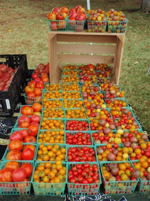 Лучшее время для посадки томатов в Вирджинии