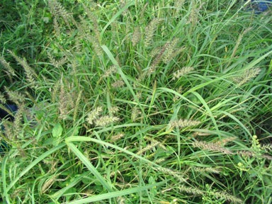 أنواع العشب في غرب تكساس