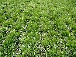 Распростире ли се травната трава?