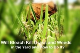 Kā nogalināt zāli ar balinātāju