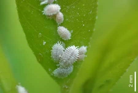 Piccoli insetti bianchi sulle mie petunie