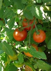 Wie Tomaten in Florida wachsen