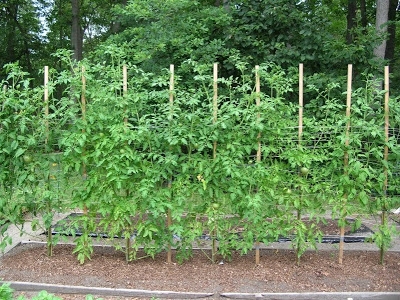 Cómo cultivar tomates en Florida