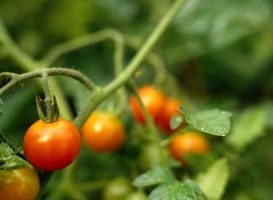 Kuinka kasvattaa tomaatteja Floridassa