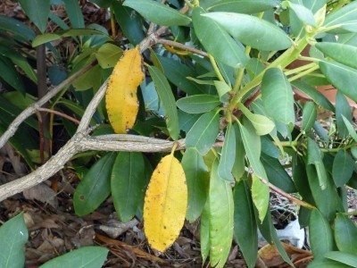 Чому листя мого розмарину жовтіють?