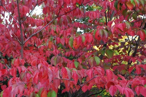 ¿Cuándo caen las hojas de Dogwoods en el otoño?