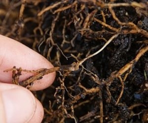 Root Rot Cure