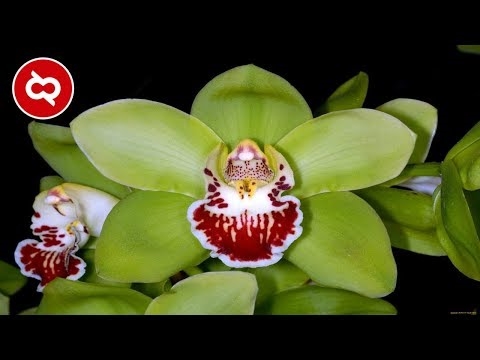Apa Jenis Spesies Apakah Bunga Lily Menarik?