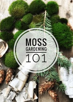 Kapalı İrlandalı Moss Büyüme Nasıl