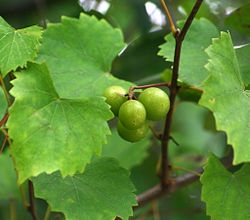 Comment identifier les vignes de muscadine