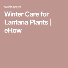 Soins d'hiver pour plantes lantanes