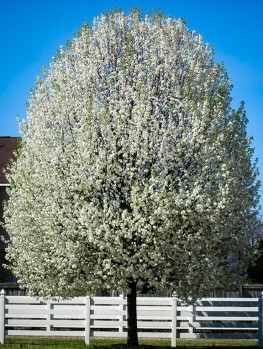 Jak zasadit strom Cleveland Pear