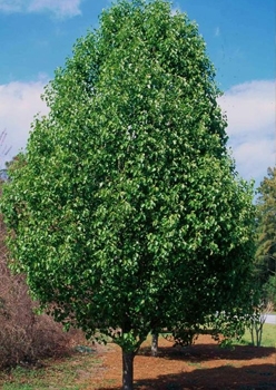 Hoe een Cleveland Pear Tree te planten