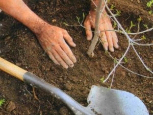 Как посадить грушевое дерево Кливленда