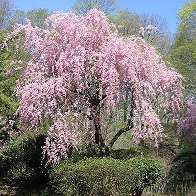 Sobre Weeping Cherry Trees